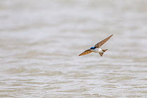 Tree swallow (Tachycineta bicolor), in flight catching insects over the Madison River, Montana, USA, June.