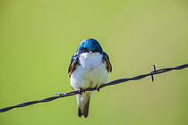 Tree swallow (Tachycineta bicolor) perched on wire, Madison River, Montana, USA. June.