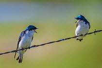 Tree swallows (Tachycineta bicolor), perched on wire, calling aggressively to each other, Madison River, Montana, USA, June.
