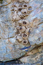 Cliff swallow (Petrochelidon pyrrhonota) nesting colony, Yellowstone National Park, Montana, USA, May.