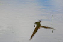 Reflection of Sand Martin (Riparia riparia) hunting Speckled mayfly (Callibaetis sp.) Madison River, Montana, USA, May.