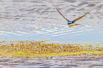 Tree swallow (Tachycineta bicolor) in flight feeding over the Madison River, Montana, USA, May.