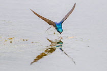 Tree swallow (Tachycineta bicolor) flying hunting insects over the Madison River, Montana, USA, June.