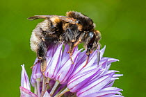 Tree bumblebee (Bombus hypnorum) dark form, feeding on Chive (Allium schoenoprasum) Monmouthshire, Wales UK, June.