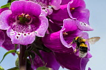 Garden bumblebees (Bombus hortorum) visiting Foxglove (Digitalis purpurea) Monmouthshire, Wales, UK, June.