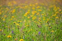 Grass meadow with flowering Black knapweed (Centaurea nigra), Cats ear (Hypochaens radicata), Common spotted orchid (Dactylorhiza fuchsii), flowers, SSSI,  Pentwyn Farm Gwent Wildlife Trust, Monmouths...