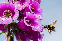 Garden bumblebee (Bombus hortorum), flying to Foxglove (Digitalis purpurea), flower, Monmouthshire, Wales, UK. June.