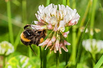 Buff-tailed bumblebee (Bombus terrestris) feeding from Clover (Trifolium) flowers, Monmouthshire, Wales, UK. June