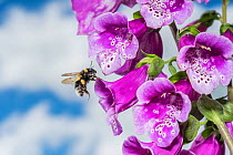 Garden bumblebee (Bombus hortorum) flying to Foxglove (Digitalis purpurea) flowers, Monmouthshire, Wales, UK, June.