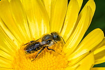 Spined mason bee (Osmia spinulosa) female visiting yellow composite flower,  Monmouthshire, Wales, UK, June.