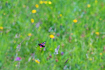 Six spot burnet moth (Zygaena filipendulae) in flight over grass meadow with flowering  Black knapweed (Centaurea nigra), Cats ear (Hypochaens radicata), Common spotted Orchid (Dactylorhiza fuchsii) f...