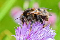 Tree bumblebee (Bombus hypnorum) melanistic form,  Wales UK, June.