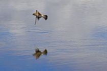 Sand Martin (Riparia riparia)  in flight catching insects over the Madison River, Montana, USA. May.