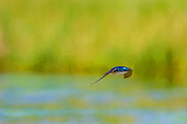 Tree swallow (Tachycineta bicolor) in flight catching insects over the Madison River,  Montana, USA. June.