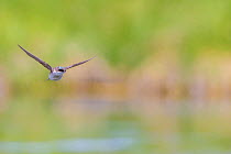Tree swallow (Tachycineta bicolor) in flight catching insects over the Madison River, Montana, USA. June.