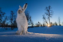 Mountain hares (Lepus timidus) in winter coat, at sunset, Vauldalen, Norway. April. Third place of the Harmony of Life Category of the Golden Turtle Photography Awards 2017.