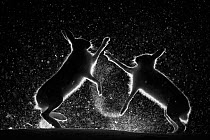 Mountain hares (Lepus timidus) fighting in snow at night, Vauldalen, Norway. ~Joint overall winner of the GDT  European Wildlife Photographer of the Year 2017.  Highly commended in the Wildlife Photog...