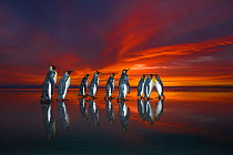 King penguins (Aptenodytes patagonicus) at sunrise, Falklands. Highly honoured in the Ocean View Category of the Nature&#39;s Best Windland Smith Rice Ocean View Competition 2017
