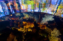 Split level view of autumn leaves underwater and tree reflections on the water surface, Levenumse beek, the Netherlands, November.