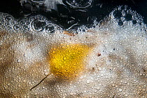 Yellow coloured Birch leaf (Betula) floating on the bubbles and foam of a stream, De Veluwe (Leuvenumse bos), Netherlands.