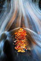A pile of autumn Beech leaves caught behind a rock in a mountain stream La Helle, Ardennes, Belgium.