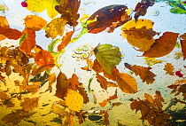 Autumn leaves from Beech, Oak and Birch trees floating on water, taken from underwater, Ardennes, La Hoegne, Belgium.