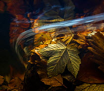 Autumn leaves seen underwater, Ardennes, La Hoegne, Belgium.