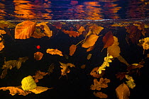 Autumn leaves from Beech trees, Oak trees and Birch trees floating under water in the current of a mountain stream, La Hoegne, Ardennes, Belgium.