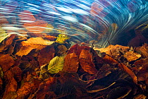 Underwater view of autumn leaves in stream current, La Hoegne, Ardennes, Belgium.