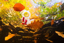 Autumn foliage including Beech and Oak leaves and Rowan berries floating in the current of a mountain stream, La Hoegne, Ardennes, Belgium.
