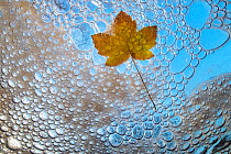 Maple leaf in autumn, viewed from underwater with bubbles and foam of mountain stream, La Hoegne, Ardennes, Belgium.