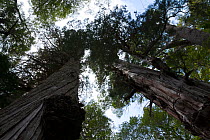 Looking up trunk of Alerce trees (Fitzroya cupressoides). Los Alerces National Park UNESCO World Heritage Site, Argentina.