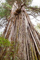 Looking up trunk of Alerce tree (Fitzroya cupressoides). Los Alerces National Park UNESCO World Heritage Site, Argentina.