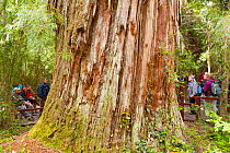 Base trunk of Alerce tree (Fitzroya cupressoides). Los Alerces National Park UNESCO World Heritage Site, Argentina.