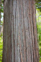 Trunk of Alerce tree (Fitzroya cupressoides). Los Alerces National Park UNESCO World Heritage Site, Argentina.
