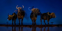 African buffalo (Syncerus caffer) at waterhole at night, Mkuze, South Africa Third place in the Nature Portfolio category of the World Press Photo Awards 2017.
