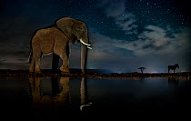 African elephant (Loxodonta africana) and Zebra (Equus quagga) at waterhole at night, Mkuze, South Africa Third place in the Nature Portfolio category of the World Press Photo Awards 2017.