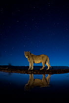 African lion (Panthera leo) at waterhole at night, Mkuze, South Africa Third place in the Nature Portfolio category of the World Press Photo Awards 2017.