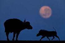 African buffalo (Syncerus caffer) and Warthog (Phacochoerus africanus) at night with full moon, Mkuze, South Africa Third place in the Nature Portfolio category of the World Press Photo Awards 2017.
