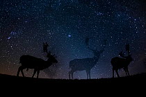 Fallow deer (Dama dama) at night, Gyulaj, Hungary  Third place in the Nature Portfolio category of the World Press Photo Awards 2017.