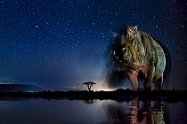 Hippopotamus (Hippopotamus amphibius) at waterhole at night, Mkuze, South Africa Third place in the Nature Portfolio category of the World Press Photo Awards 2017.