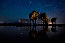 African buffalo (Syncerus caffer)  at waterhole at night, Mkuze, South Africa Third place in the Nature Portfolio category of the World Press Photo Awards 2017.