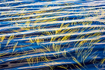 Floating sweet-grass (Glyceria fluitans) in lake, Bjornlandet National Park, North Sweden. Finalist in the Plants and Fungi category of the Wildlife Photographer of the Year Awards (WPOY) Competition...