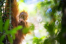 Tapanuli Orangutan (Pongo tapanuliensis) baby hanging on to mother, Batang Toru, North Sumatra, Indonesia. This is a newly identified species of orangutan, limited to the Batang Toru forests in North...