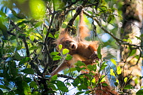 Tapanuli Orangutan (Pongo tapanuliensis) baby swinging from branch, Batang Toru, North Sumatra, Indonesia. This is a newly identified species of orangutan, limited to the Batang Toru forests in North...