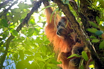 Tapanuli Orangutan (Pongo tapanuliensis) female with baby, Batang Toru, North Sumatra, Indonesia. This is a newly identified species of orangutan, limited to the Batang Toru forests in North Sumatra i...