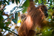 Tapanuli Orangutan (Pongo tapanuliensis) mother with baby feeding on fruit, Batang Toru, North Sumatra, Indonesia. This is a newly identified species of orangutan, limited to the Batang Toru forests i...