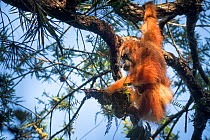 Tapanuli Orangutan (Pongo tapanuliensis) mother and baby, Batang Toru, North Sumatra, Indonesia. This is a newly identified species of orangutan, limited to the Batang Toru forests in North Sumatra is...