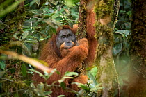 Tapanuli Orangutan (Pongo tapanuliensis) portrait of male 'Togos',  Batang Toru, North Sumatra, Indonesia. This is a newly identified species of orangutan, limited to the Batang Toru forests in North...