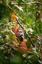 Tapanuli Orangutan (Pongo tapanuliensis) male feeding on leaf, Batang Toru, North Sumatra, Indonesia. This is a newly identified species of orangutan, limited to the Batang Toru forests in North Sumat...